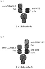 BISPECIFIC BINDING AGENTS BINDING TO CLDN18.2 AND CD3
