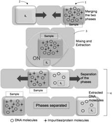 Electrowetting on dielectric (EWOD) device to perform liquid-to-liquid extraction (LLE) of biomolecules and systems and methods for using the EWOD device