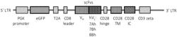 CAR-T CELL THERAPY TARGETING NGCGM3