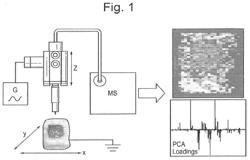 SPECTROMETRIC ANALYSIS OF MICROBES