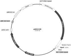 RECOMBINANT FUSION PROTEINS FOR PRODUCING MILK PROTEINS IN PLANTS