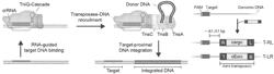 GENOME ENGINEERING USING CRISPR RNA-GUIDED INTEGRASES