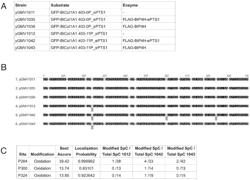 EXPRESSION OF MODIFIED PROTEINS IN A PEROXISOME