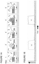 CLASSIFICATION OF NUCLEIC ACID TEMPLATES