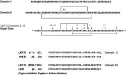 POLYPEPTIDE FOR THE PROPHYLAXIS AND TREATMENT OF VIRAL INFECTIONS