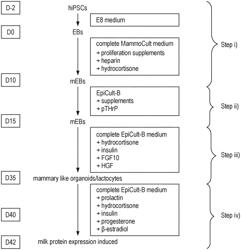 METHOD FOR PRODUCING MILK LIKE PRODUCTS