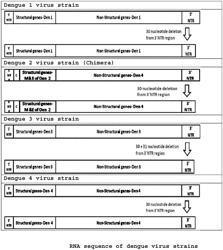 Stable vaccine compositions comprising inter alia live attenuated recombinant flavivirus and process for preparation thereof