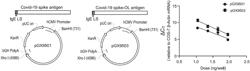 Vaccines against coronavirus and methods of use