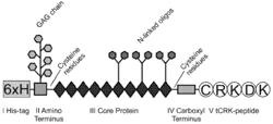 HOMING PEPTIDE-GUIDED DECORIN CONJUGATES FOR USE IN TREATING EPIDERMOLYSIS BULLOSA