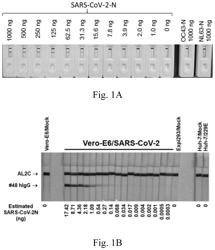 RECOMBINANT ANTIBODIES, KITS COMPRISING THE SAME, AND USES THEREOF