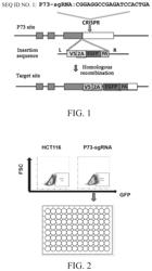 Methods for establishing colorectal cancer p73 reporter gene cell line