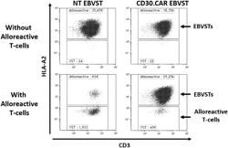 TREATMENT AND PREVENTION OF ALLOREACTIVITY USING VIRUS-SPECIFIC IMMUNE CELLS EXPRESSING CHIMERIC ANTIGEN RECEPTORS