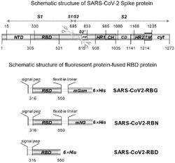 DETECTION REAGENT FOR SCREENING BLOCKING AGENT OF CORONAVIRUS INFECTIONS, AND DETECTION METHOD