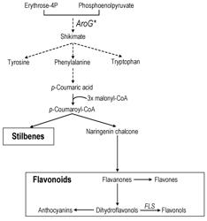 PHENOL-RICH GRAPES