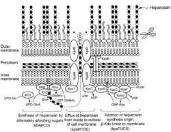 METHOD FOR PRODUCING HEPAROSAN AND BACTERIUM OF GENUS ESCHERICHIA HAVING HEPAROSAN-PRODUCING ABILITY