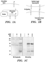 Cellular receptors and uses thereof