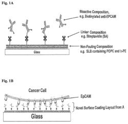 Capture, purification, and release of biological substances using a surface coating