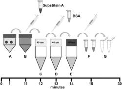 THERAPEUTIC USE OF MITOCHONDRIA AND COMBINED MITOCHONDRIAL AGENTS