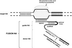 METHODS FOR MODIFICATION OF TARGET NUCLEIC ACIDS