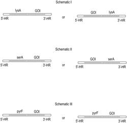 METHODS AND COMPOSITIONS FOR EFFICIENT GENETIC MODIFICATIONS OF BACILLUS LICHENIFORMIS STRAINS