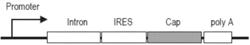 EUKARYOTIC CELLS COMPRISING ADENOVIRUS-ASSOCIATED VIRUS POLYNUCLEOTIDES