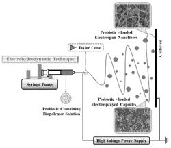 PROBIOTIC-ENCAPSULATING GUM ARABIC COMPOSITE FIBER/CAPSULE, PREPARATION METHOD AND APPLICATION THEREOF