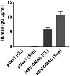 DNA ANTIBODY CONSTRUCTS FOR USE AGAINST HEPATITIS B VIRUS