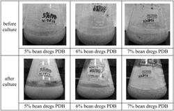 METHOD OF PREPARING FERMENTED FOOD BY USING NOVEL RHIZOPUS MICROSPORUS STRAIN, AND FERMENTED FOOD