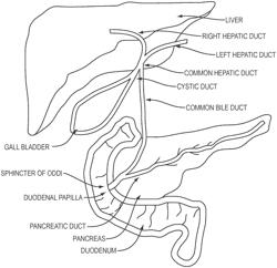 FLUOROPHORE IMAGING DEVICES, SYSTEMS, AND METHODS FOR AN ENDOSCOPIC PROCEDURE