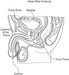 PENILE PROSTHETIC AND A PLATE ADAPTED TO ORIENT THE PENILE PROSTHETIC IN AN ANATOMICALLY NATAL PENIS POSITION THAT IS ADAPTED FOR PENETRATIVE INTERCOURSE