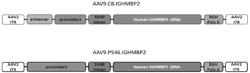 MATERIALS AND METHODS FOR TREATMENT OF DISORDERS ASSOCIATED WITH THE IGHMBP2 GENE