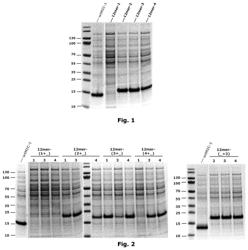 MIC-1 COMPOUNDS AND USE THEREOF