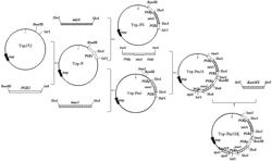 Saccharomyces Uvarum Strain Conductive To Low Production Of Higher Alcohols And Strong Degradation Of Malic Acid And Application Thereof