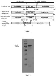 High-fidelity polymerase with preference for gapped DNA and use thereof