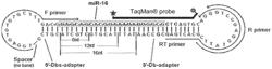 Dumbbell PCR: A Method To Quantify Specific Small RNA Variants With A Single Nucleotide Resolution At Terminal Sequences