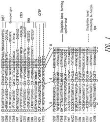 Antibodies specific for sclerostin and methods for increasing bone mineralization