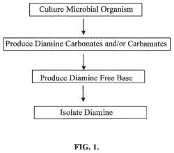 Method of producing and processing diamines to a diamine free base using a carbonate intermediate and an engineered microorganism