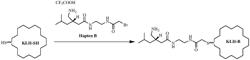 Pregabalin immunoassays