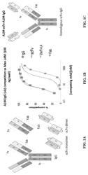 Anti-LAM and anti-PIM6/LAM monoclonal antibodies for diagnosis and treatment of