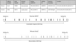 NON-HUMAN ANIMALS COMPRISING A HUMANIZED ACE2 LOCUS