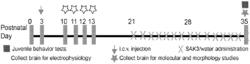 T-TYPE CALCIUM CHANNEL ENHANCER FOR TREATING TAF1 ASSOCIATED NEUROLOGICAL DEFECTS