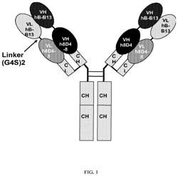 ANTIBODIES THAT BIND IL-4 AND/OR IL-13 AND THEIR USES