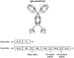 BISPECIFIC ANTIBODY AND USE THEREOF