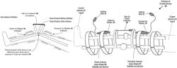 Device with therapeutic features