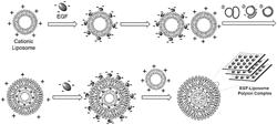 Hybrid-type multi-lamellar nanostructure of epidermal growth factor and liposome and method for manufacturing same