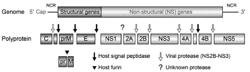 ZIKA VIRAL ANTIGEN CONSTRUCTS