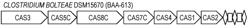 NOVEL TYPE I-C CRISPR-CAS SYSTEM FROM CLOSTRIDIA