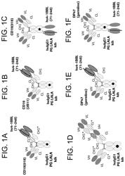 Combination therapy of anti-CD20/anti-CD3 bispecific antibodies and 4-1BB (CD137) agonists