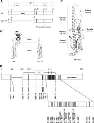 INFLUENZA VIRUS VACCINES AND USES THEREOF