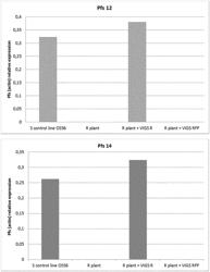 Spinach Plant Resistant to Downy Mildew and Novel Resistance Gene